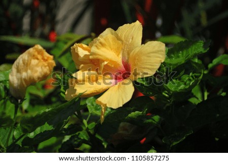  Hibiscus rosa-sinensis L. Shrubs, stems, branches, branches. Yellow chrysanthemum The end of the stamens. Pollen around Yellow flowers are budding and budding.