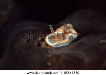 Nudibrunch Glossodoris rufomarginata. Picture was taken in Anilao, Philippines
