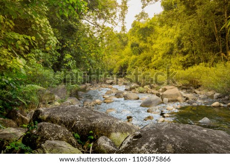 pond garden tropical plant forest stone