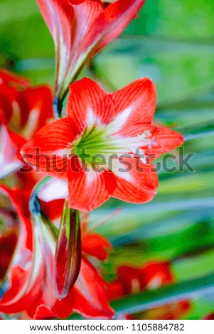 A closer side view of red and white lily flowers with light green halo shades and blurs green background. It’s the perfect option to improve your garden or yard presence beautiful. 