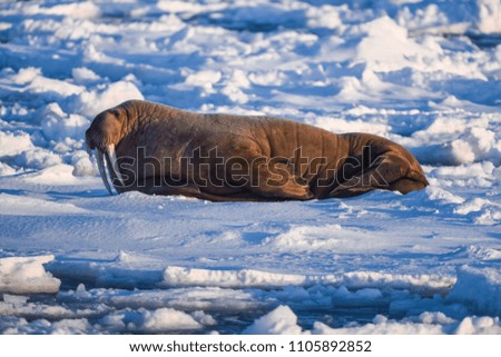  norway landscape nature walrus on an ice floe  of Spitsbergen Longyearbyen  Svalbard   arctic winter  polar sunshine day 