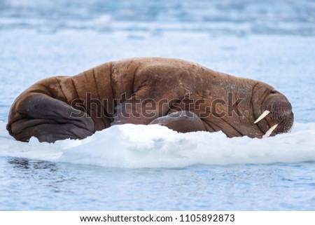  norway landscape nature walrus on an ice floe  of Spitsbergen Longyearbyen  Svalbard   arctic winter  polar sunshine day 