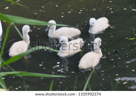 Small white babies swans on the lake 