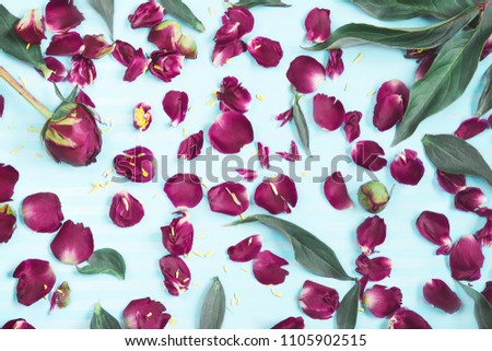 Petals of flowers on a turquoise background. A Pattern of petals, buds and leaves of pions on a bright, contrasting background. 