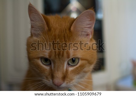 Red funny cat