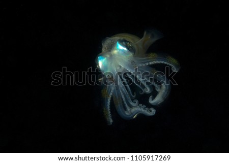  Bigfin reef squid or oval squid (Sepioteuthis lessoniana) in night time. Picture was taken in Anilao, Philippines