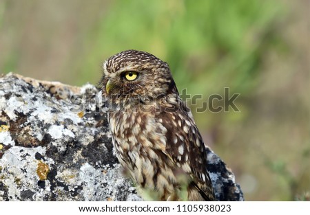 Owl in the rock