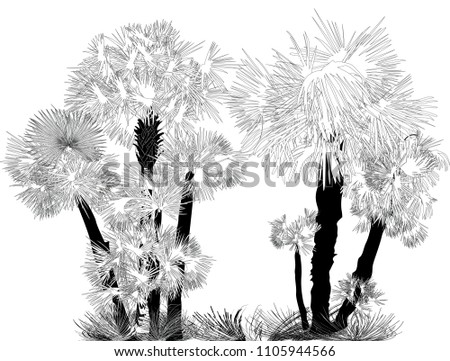 illustration with palm trees isolated on white background