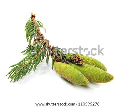 fir tree branch with green cones on a white background