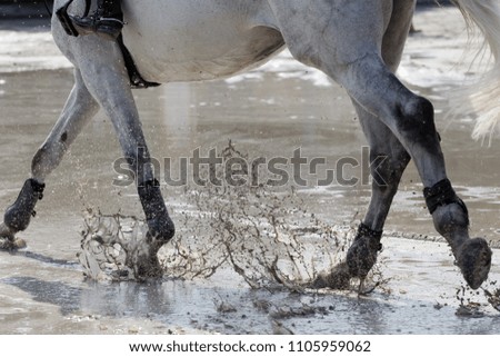 Gallop in the water