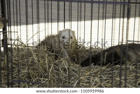 Ferret  in enclosed cage, sale and animal abuse