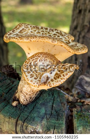 background vegetable two mushrooms big small grow on a tree stump old cracked sunny day