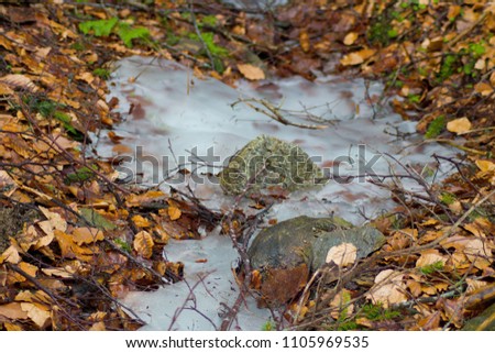Winter scene- bigger stone in frozen water in the woods.Stone, frozen water and old leaves in the woods.