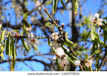 Almond blossoms in the province of Alicante, Costa Blanca, Spain