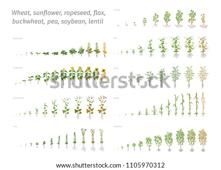 Sunflower rapeseed flax buckwheat pea soybean potato wheat. Vector showing the progression growing plants. Determination of the growth stages biology Royalty-Free Stock Photo #1105970312