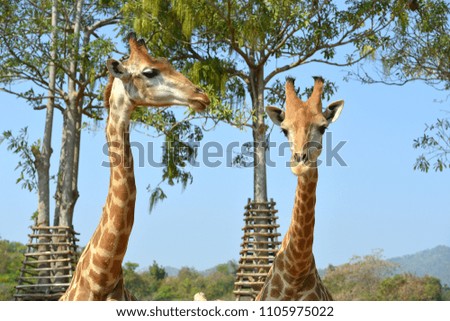 Two giraffe head with tree backdrop.