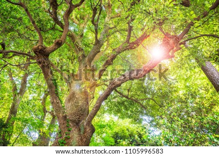 Fresh green tree