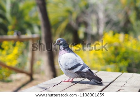 Portrait of a pigeon on a sunny day in the park.