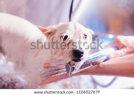 Female groomer haircut west highland white terrier dog in the beauty salon for dogs. Advertising of grooming and caring for dogs. Cute west terrier dog in the bath in the process of washing