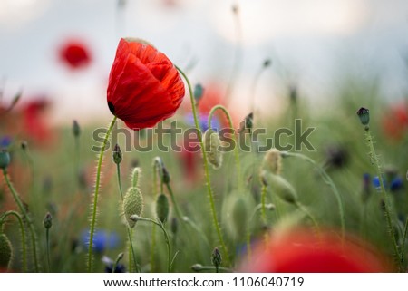 bloom poppies in Poland