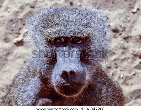 monkey baboon Papio 