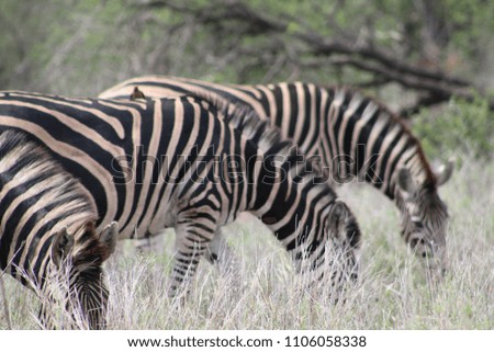 Zebras in Krueger National Park