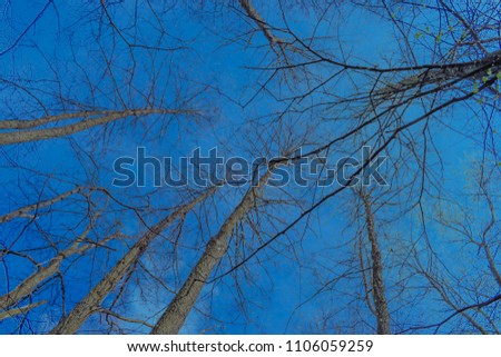 tree branches rise up to the blue sky background