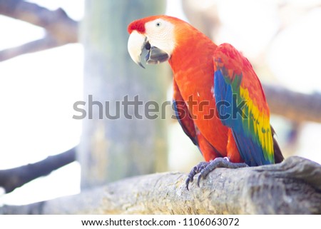 Beautiful Colorful Parrot Macaw tropical Bird on Nature Background