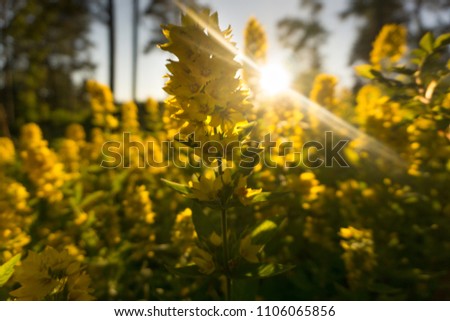 Yellow flowers sunset in summer. Taken in Norway. Royalty-Free Stock Photo #1106065856