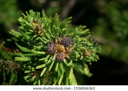 Close-up of mountain pine on sunny day. Taken in Italy. Royalty-Free Stock Photo #1106066363