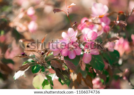 pink flowers of apple trees. pink flowers background. beautiful flowers. 