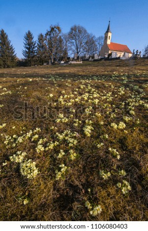 Hundreds of primroses, Primula vulgaris in a christian cemetery at late afternoon in early spring with blue sky and church in the background in Hungary.