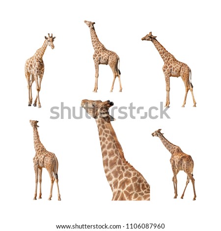 Giraffe isolated on a white background collection, pack or set. Views of the profile or side, walking away with back view, coming, feeding and a close up of the stretched neck and head.