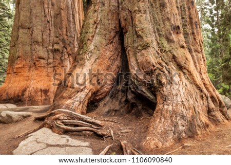 Sequoia National Park and the General Sherman Tree - World's Largest Trees