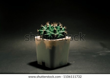 cactus plant 