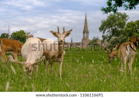 A herd of fallow deer graze in a long grassed meadow, with a traditional English church steeple in the background. One of the deer is looking directly at the camera