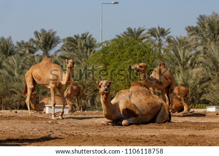 Royal Camel Farm, Kingdom of Bahrain. 
 Royalty-Free Stock Photo #1106118758