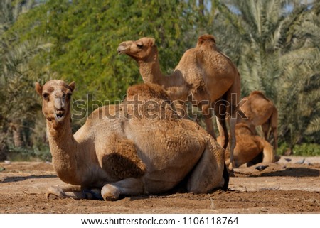 Royal Camel Farm, Kingdom of Bahrain. 
 Royalty-Free Stock Photo #1106118764