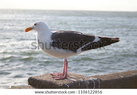 A seagull looking to the sea. 