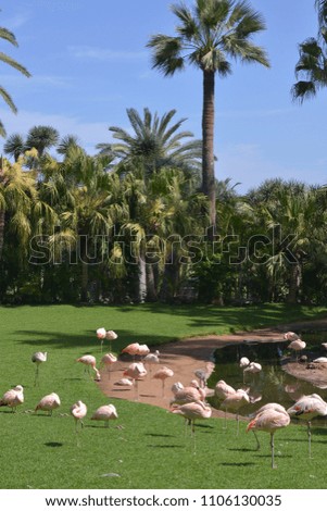 Gardens and flamingos in a zoo in Tenerife, Canary Islands