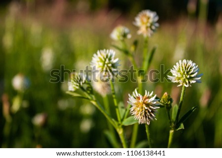 The flowers of the clover. Trifolium montanum.