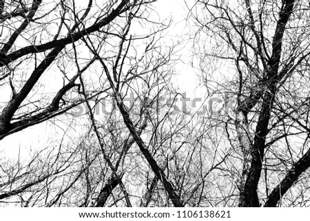 Silhouettes of a black tree without leaves on a white background, negative photos of tree branches