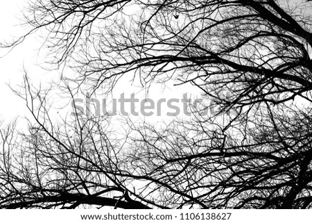 Silhouettes of a black tree without leaves on a white background, negative photos of tree branches