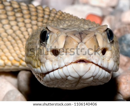 Mexican West Coast Rattlesnake 