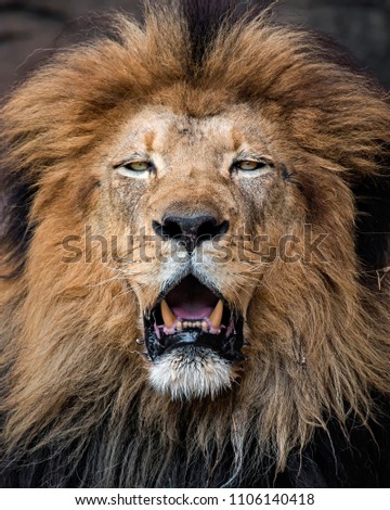 Lion Head in Portrait 