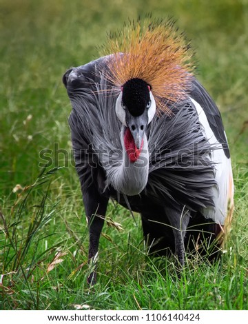 Grey Crowned Crane Stare Down