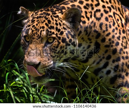 Hungry Leopard on the scent
