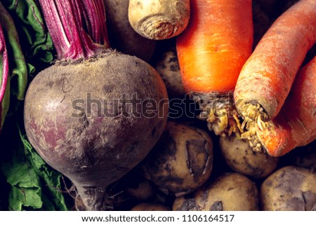 Harvesting vegetables on a pile. Potatoes, carrots, beets, parsley.