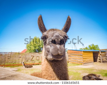 Lama face close up