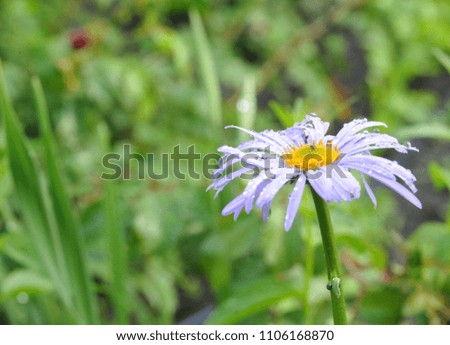 blue daisy  in the morning dew